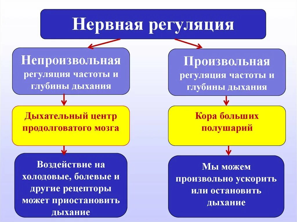 Регуляция дыхания 8 класс биология. Нервная и гуморальная регуляция дыхания. Гуморальная регуляция дыхания схема. Гуморальная регуляция дыхания 8 класс. Нервно гуморальная реакция