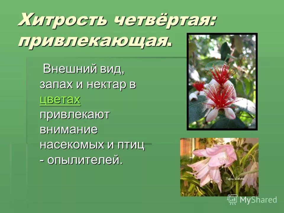 Насекомые опылители пчела. Привлечение опылителей растениями. Растения и опылители проект. Как цветковые растения привлекают животных. Как цветковые растения привлекают животных.
