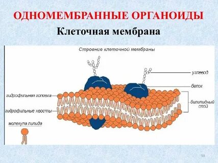 Строение клеточной стенки органоида