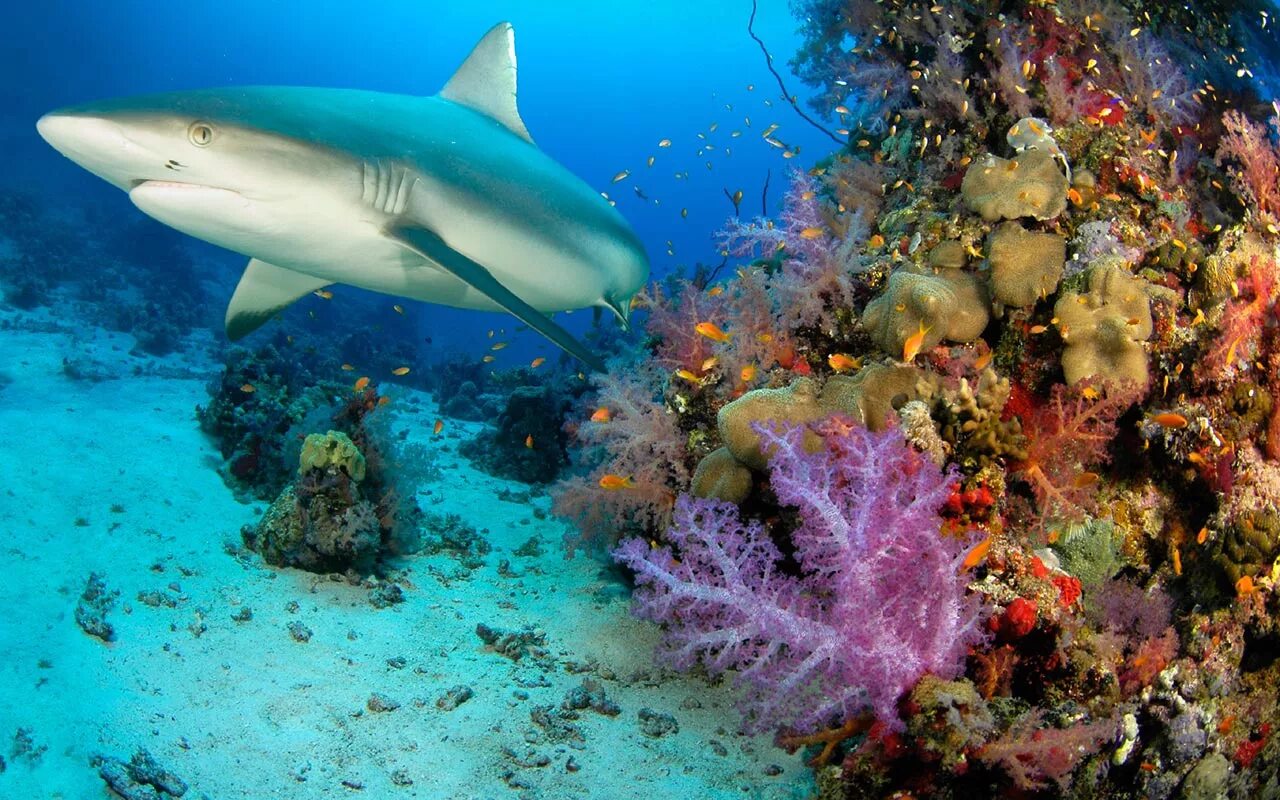 Черноперая рифовая акула Мальдивы. Океаническая рифовая акула. Коралловые рифовая акула. Сейшелы рифовые акулы.