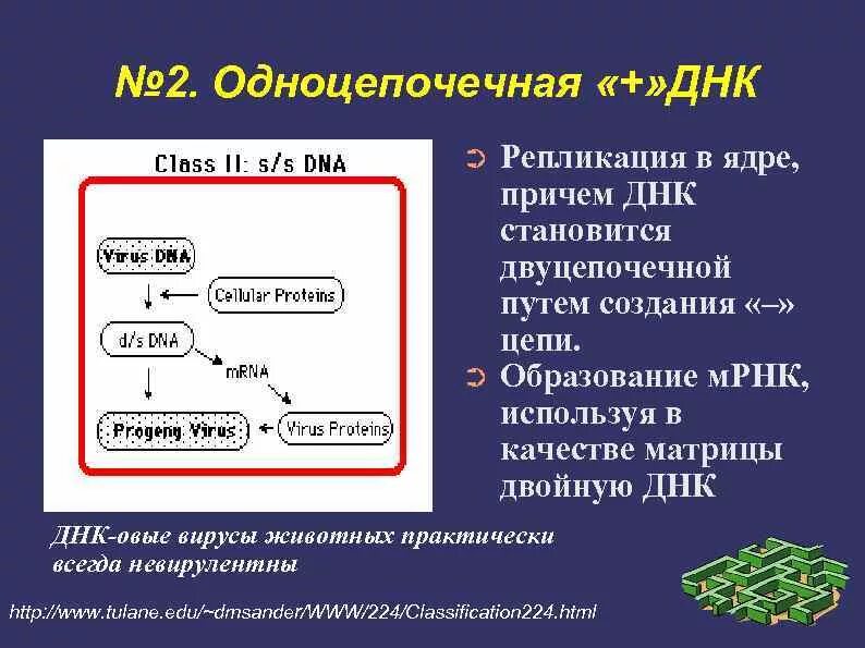 Одноцепочечная ДНК вирусов. Репликация ДНК вирусов. Репликация одноцепочечных ДНК. Репликация однонитевых ДНК вирусов.