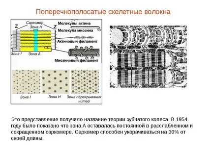 Какая особенность строения клеток скелетной поперечнополосатой