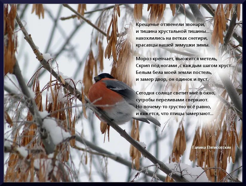 Птицы зимой песни. Птицы зимой. Стихи про птиц зимой. Стихи про птичек зимой. Эпиграф про птиц.