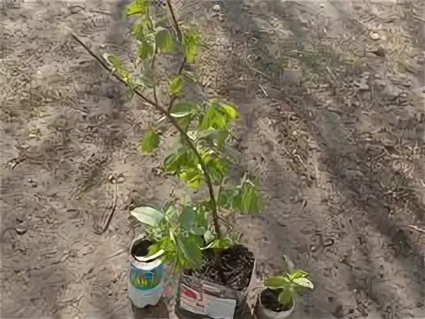 Саранск авито саженцы. Черемуха саженцы. черемуха рассада. черемуха красная саженец. саженец черемухи как выглядит.