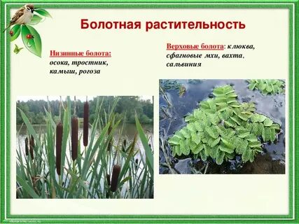 Растения низинных болот