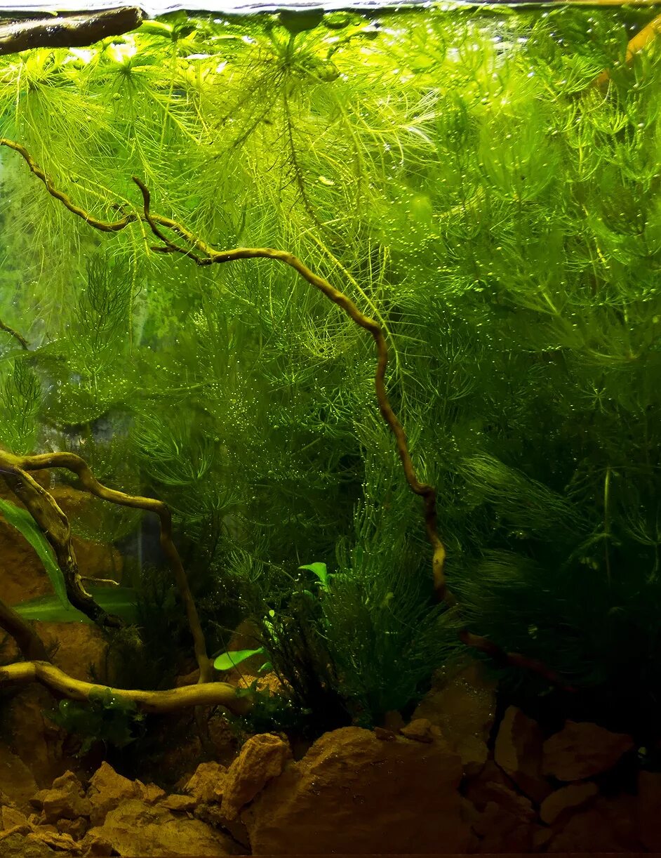 Почему водоросли растут в воде