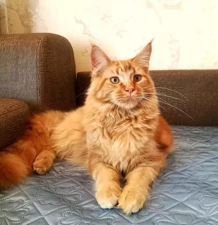 Мейн кун рыжая девочка. Мейн кун рыжий котенок. Рыжий мейн кун мейн кун. Мейн кун рыжая девочка. Рыжий кот мейн кун.