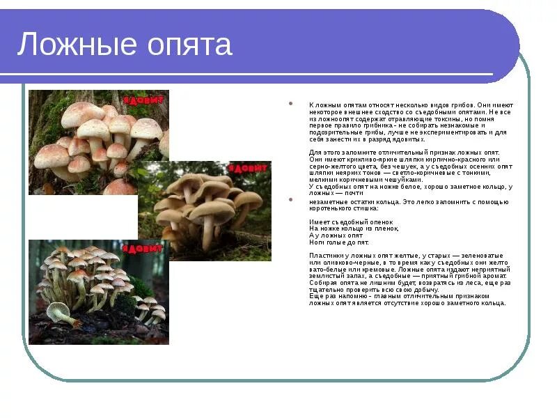 Сообщение о опятах. Ядовитые грибы ложные опята описание. ложноопенок описание. ложные опята сообщение. ложные опята описание.
