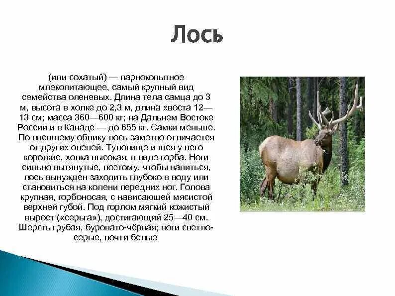 Рассказ о парнокопытных. Лось доклад. Лось краткое описание. Информация о Лосе. Текст про лося