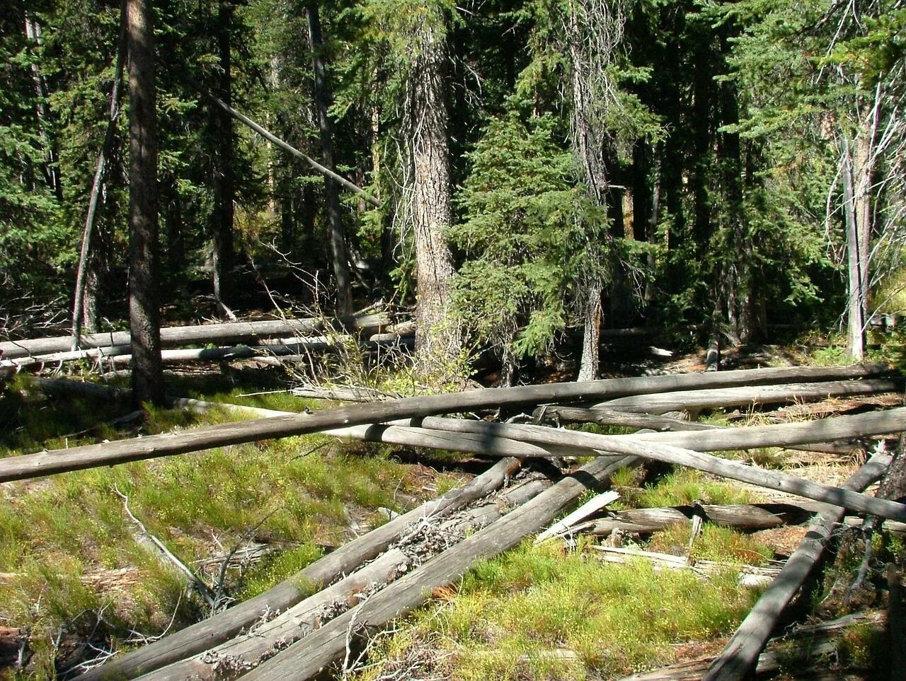 Сухостой в лесу. Сухостой в лесу. Сухостой. Лес после кислотного дождя. Сухостой лиственница.