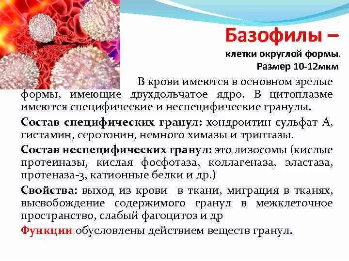 Клетки содержащие гранулы. Базофилы клетки. базофильные гранулы. состав гранул базофилов. базофилы состав.