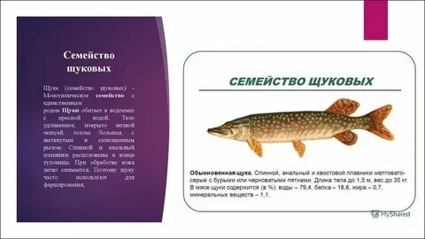 Щука семейство каких рыб