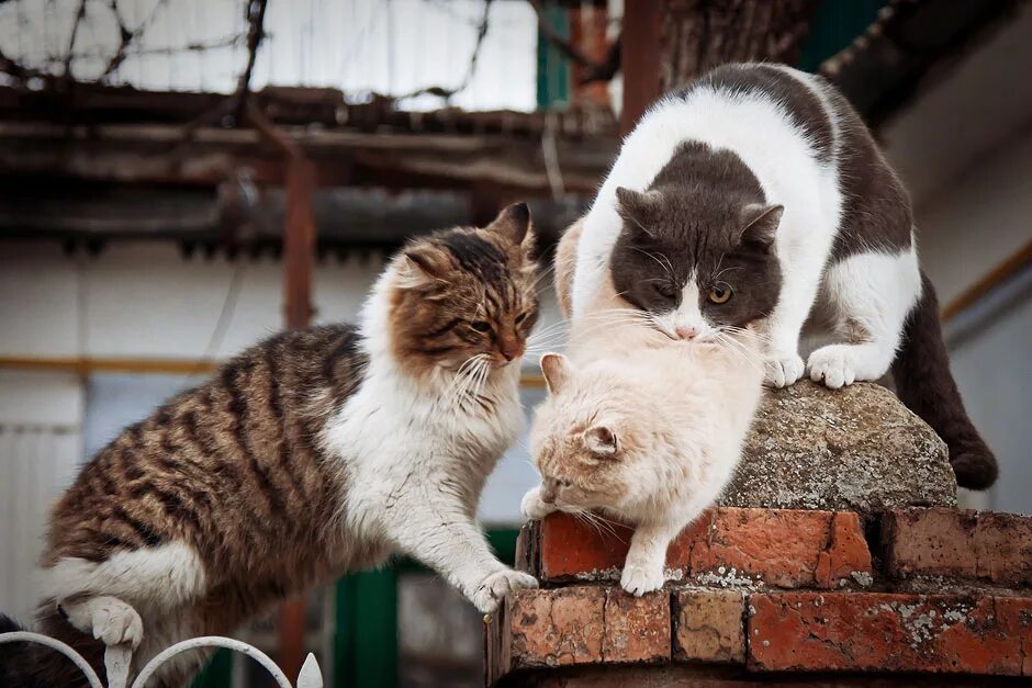 Мартовский кот. Кошачья любовь. Кошки весной. Март кошки картинки смешные