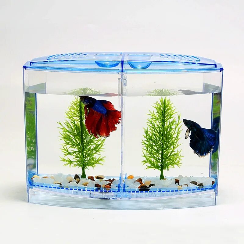 Мини аквариум. Аквариум Box Betta 1.3. Мини Бетта аквариум мва3. Аквариум Double Tank Kit. Рыбка петушок условиях содержание в мини аквариуме