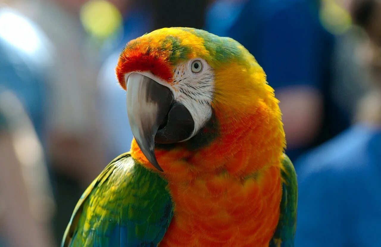 Большой цветной попугай. Какаду и ара. Жако и ара. Попугай породы ара. Попугай жако.
