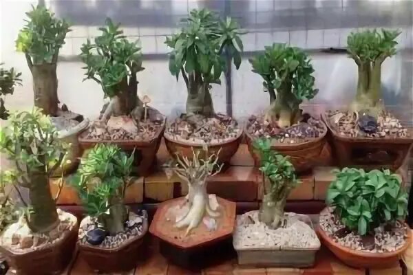 adenium - Hledat Googlem Бонсай растения, Идеи посадки растений, Кактус растения