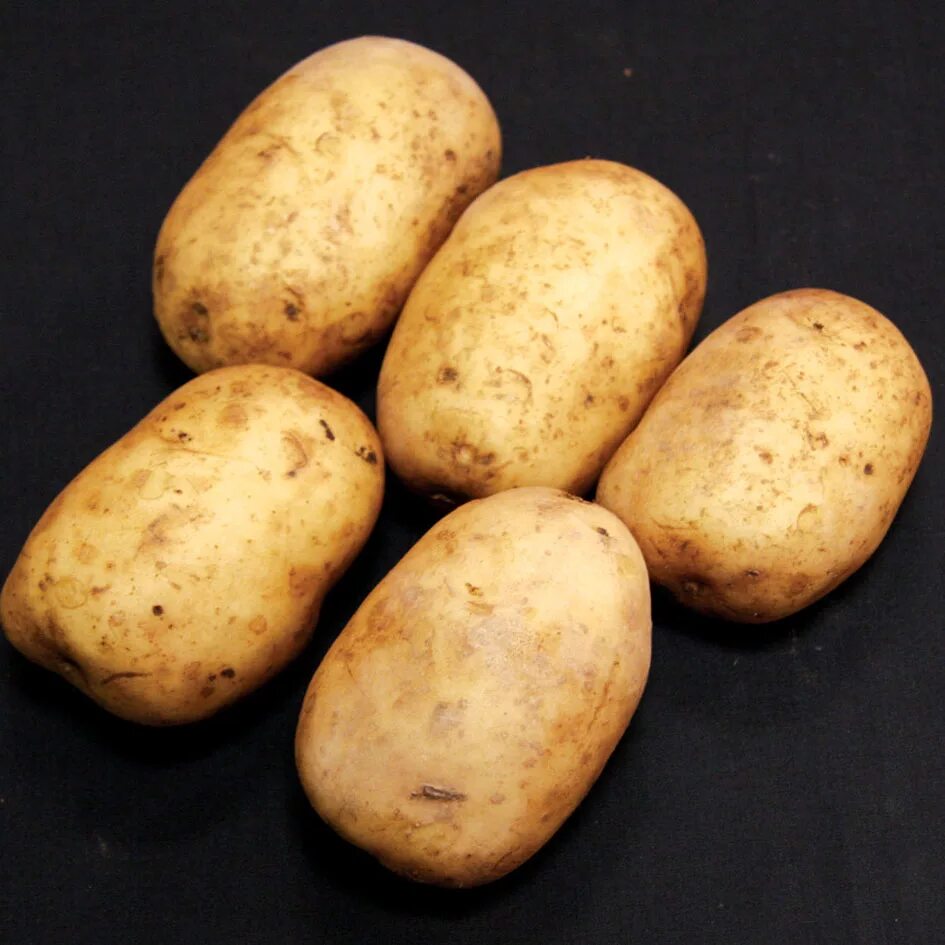 Метеор картофель характеристика отзывы. Семена картофеля суперэлита. Картофель Orla. Розовые сорта картофеля с жёлтой мякотью. Картофель американка.