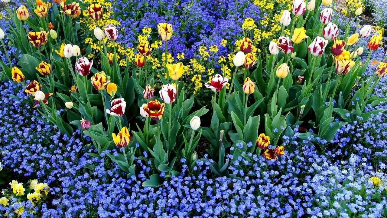 APK Flower Garden Design Idea untuk Muat Turun Android