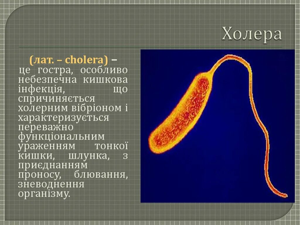 Холера строение. Холера бактерия. Примеры холеры