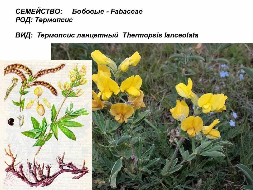 Семейство бобовых виды. Термопсис ланцетный. Термопсис ланцетный ЛРС. Термопсис очередноцветковый. Термопсис ланцетовидный семейство.