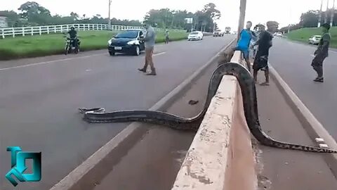 Большой анаконда видео