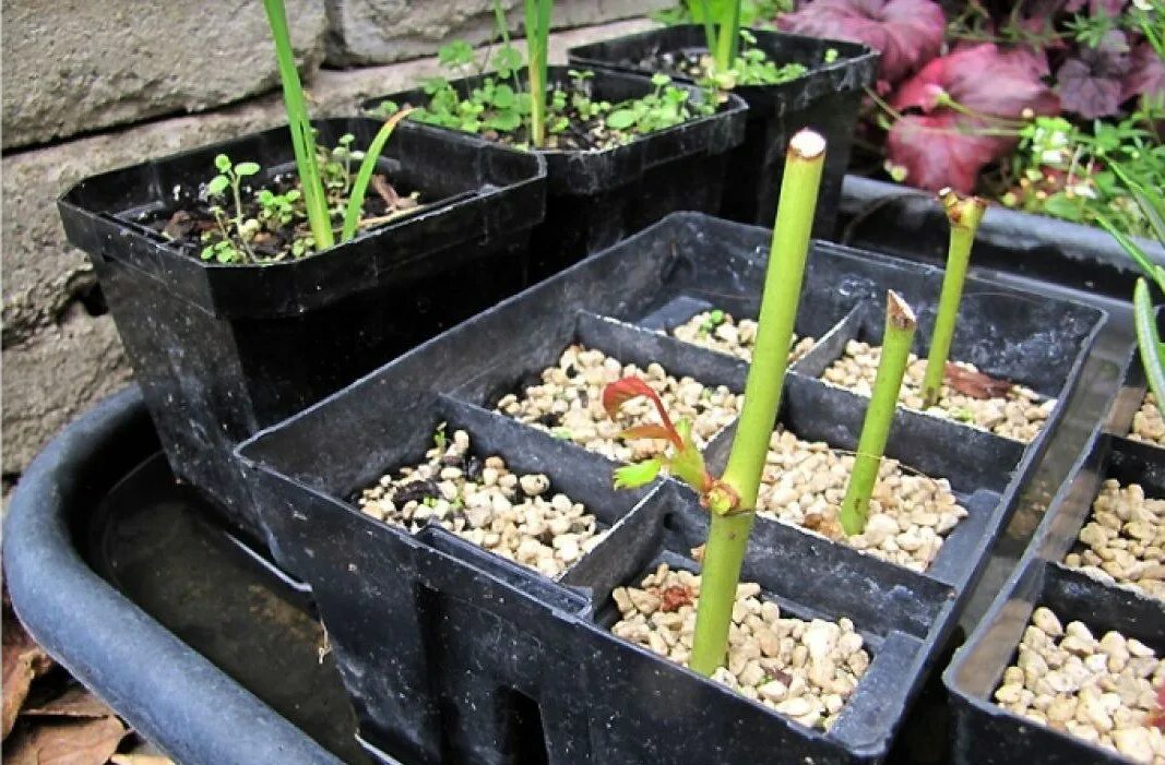 Роза черенки прорастание. Пророщенные черенки роз. Черенкование комнатной розы. Роза черенки прорастание. Укоренение черенков роз.