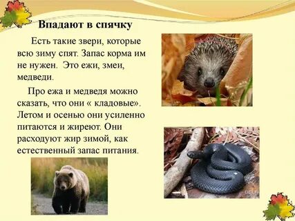 Впадает ли хамелеон в спячку