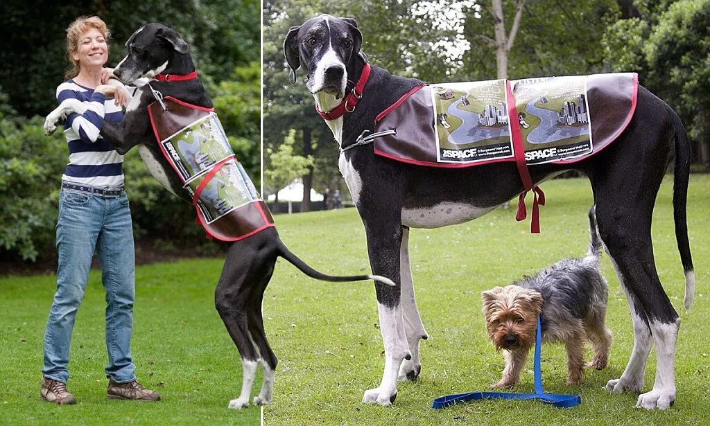 Собаки книга рекордов. Самая большая собака. Самые большие собаки. Собаки больших длинные. Дог самая большая собака в мире.