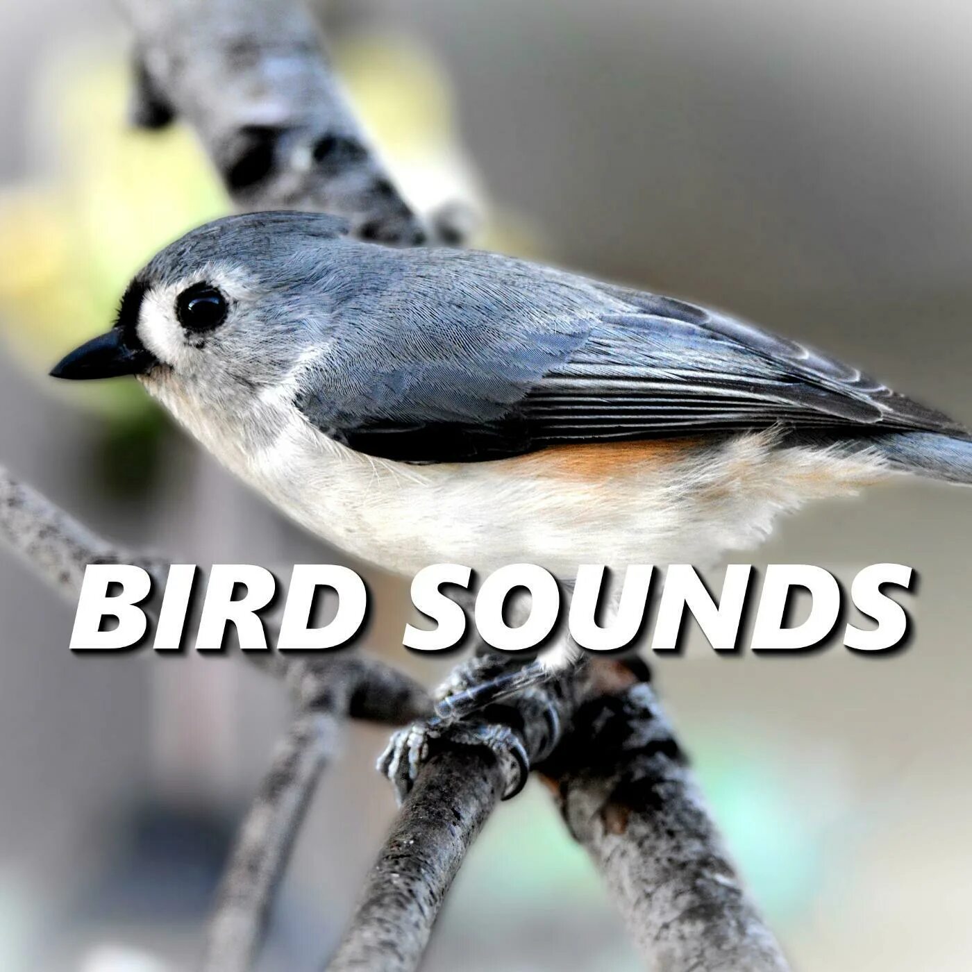 Bird Sound. Record Bird Song. Песня Summer Birds. Listening to the Birds фото 1895шод.