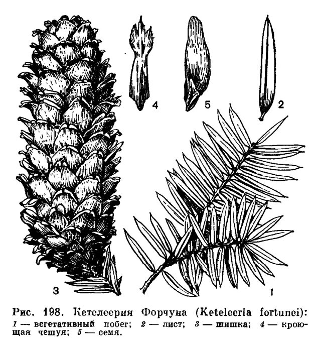 Семена хвойных расположены. Пихта Сибирская семенные чешуи. Семейство сосновые Pinaceae. Семенные чешуи сосны обыкновенной. Форма чешуек шишки пихты.