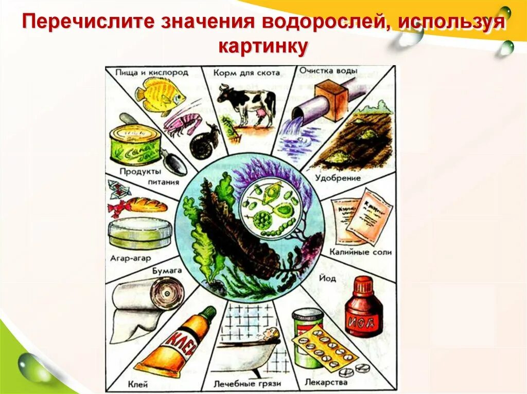 Какого значение водорослей. Значение водорослей. Роль водорослей в жизни человека. Схема использования водорослей. Биологическое значение водорослей.