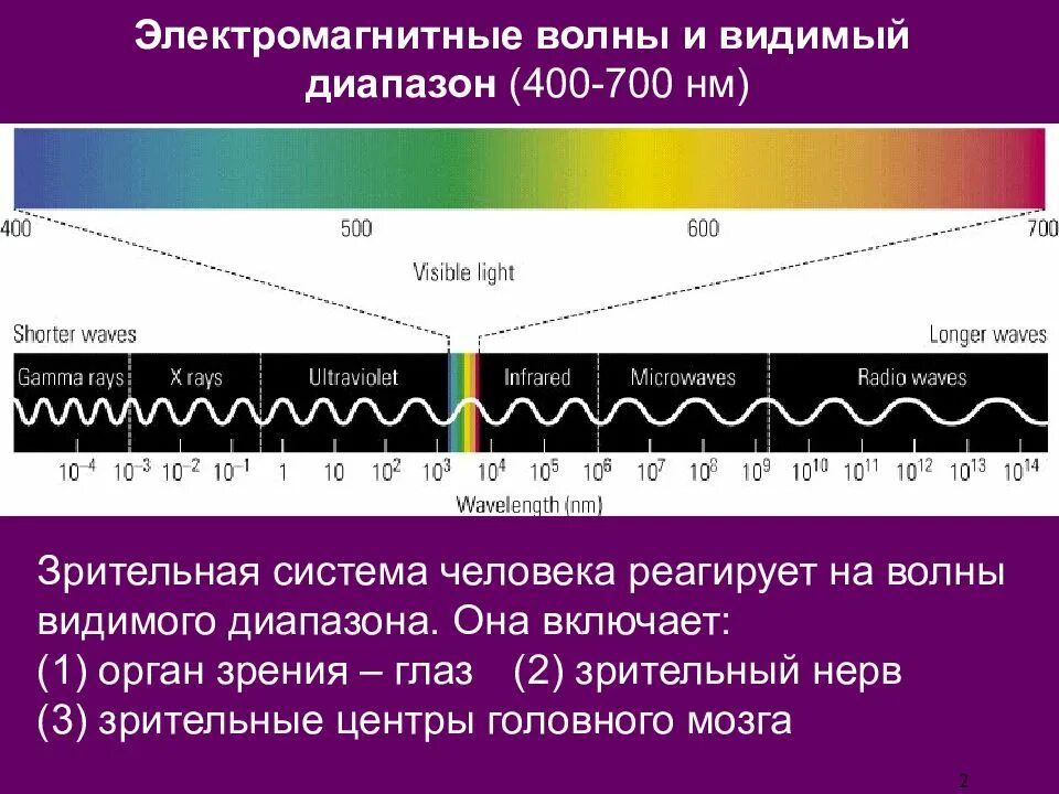 Волны видимого диапазона. Электромагнитные волны спектр электромагнитных волн. Спектр электромагнитных волн видимый. Диапазон 400—700 НМ. Электромагнитные волны видимого света имеют большую