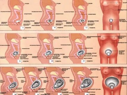 Қынаптардың жоғары сапалы фотосуреттері