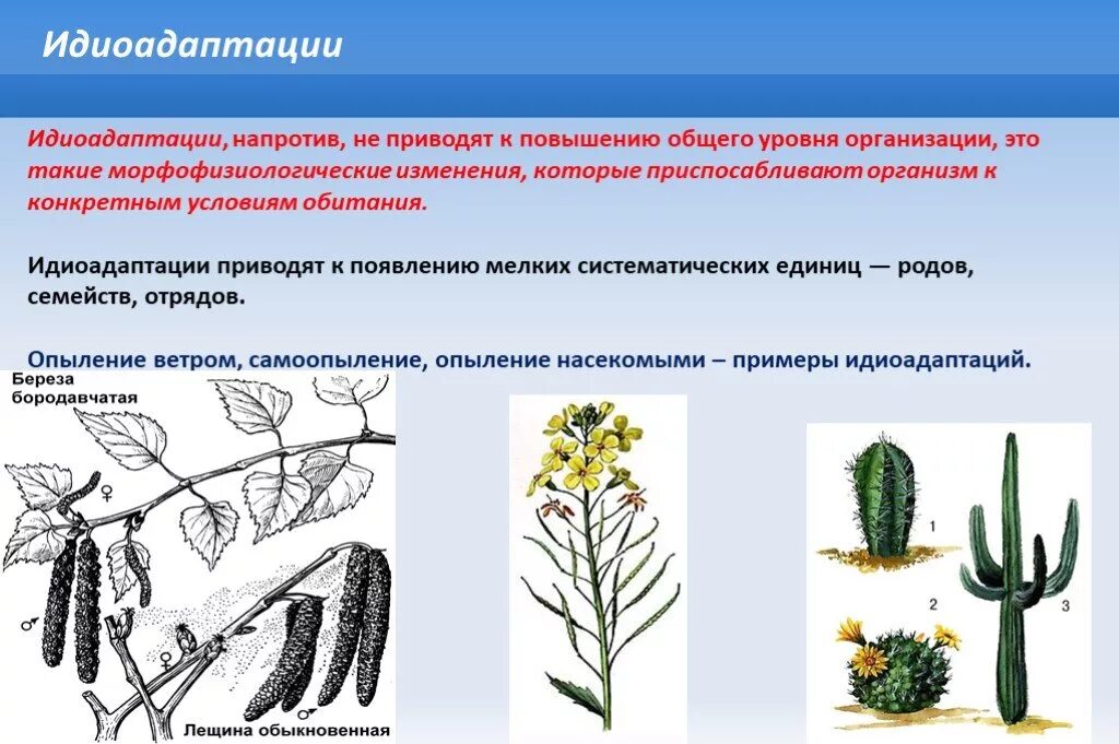 Идиоадаптация. Идиоадаптация у растений. Примеры идиоадаптации у растений. Идиоадаптации покрытосеменных.