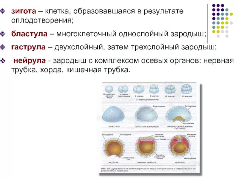 3 признаки зиготы