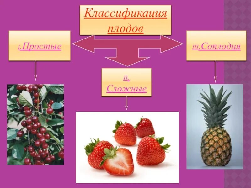 Классификация плодов соплодие. Классификация плодов простые и сложные соплодие. Соплодие простые плоды сложные плоды. Соплодие малины. Простые плоды сложные плоды соплодия