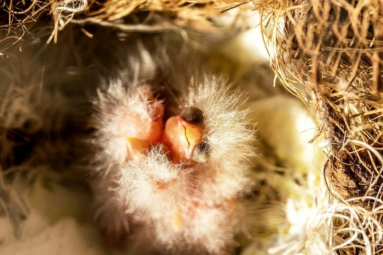 Жизнь птенцов. Птенцы канарейки. Птенцы канарейки в гнезде. Вылупились птенцы канарейки. Птенцы-слетки канарейки.
