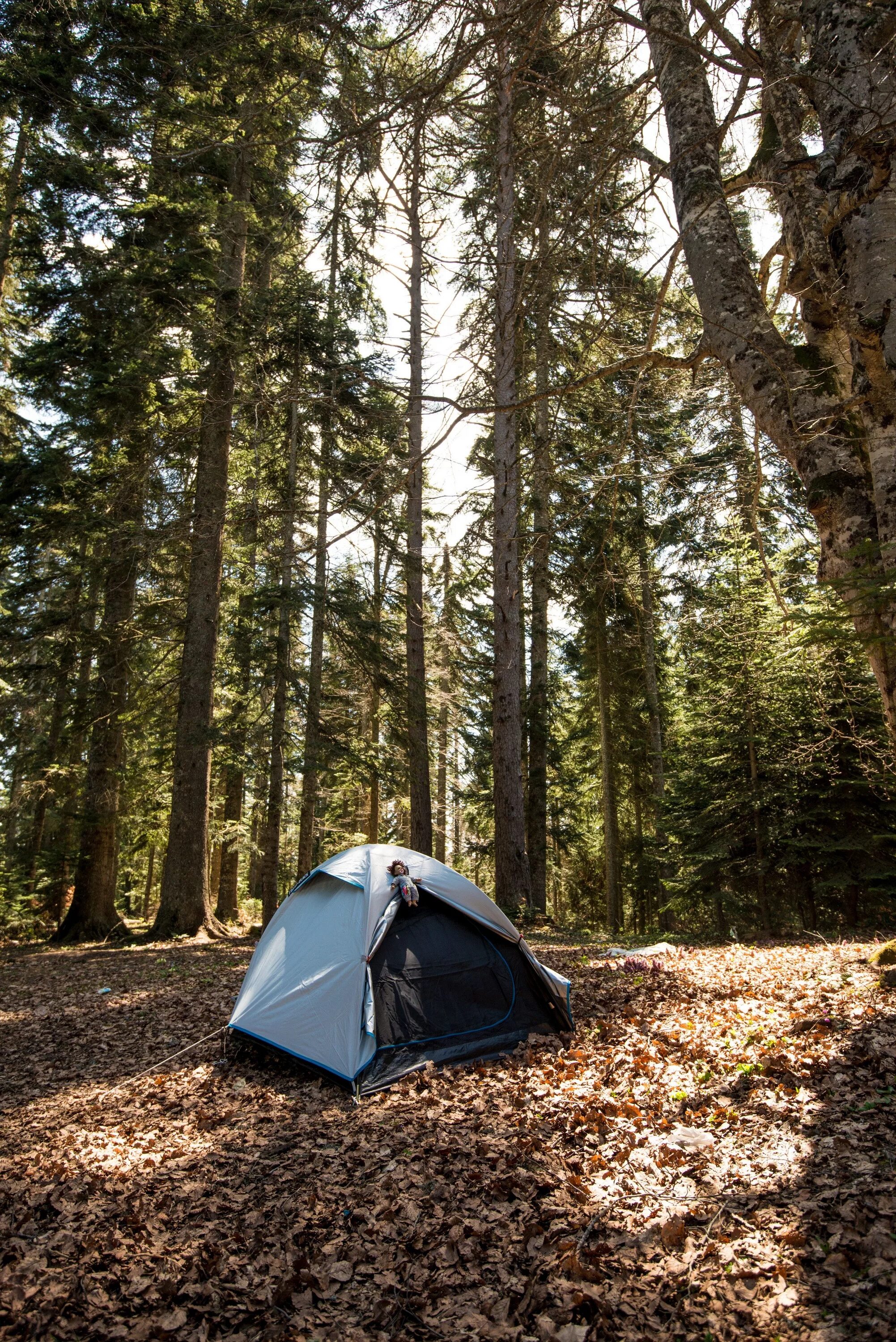 Camping php. Палатка в лесу. Палаточный кемпинг. Палаточный лагерь в лесу. Палатки для кемпинга.