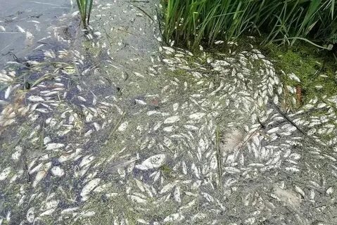 В лесном озере водились