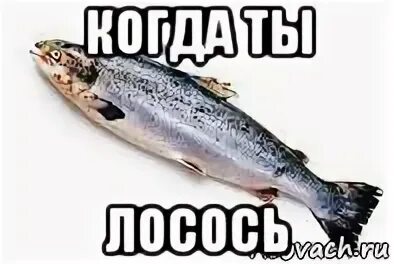 персонаж который говорит лосось. магическая битва аниме инумаки. персонаж который говорит лосось. персонаж который говорит лосось. рыба в стиле аниме.