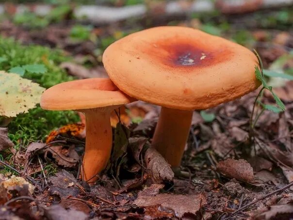 Russulaceae familyasına dahil yenebilen mantarlar arasında yer alan tirmit manta