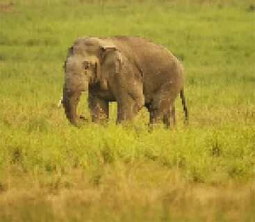 Elephants are very big animals