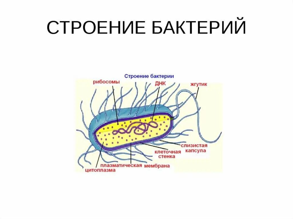 На каком рисунке изображена клетка бактерий. Строение бактериальной клетки 5 класс биология. Строение клетки бактерии 5 класс. Строение клетки бактерии 5 класс биология. Строение клетки бактерии 5 кл.