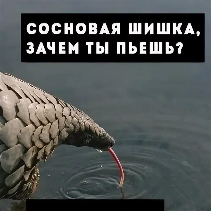 Почему ты бухаешь потому что один почему ты один потому что бухаю. Я один потому что бухаю. Вчера бухал. Корпоратив индивидуального предпринимателя прикол. Сосновая шишечка зачем ты.
