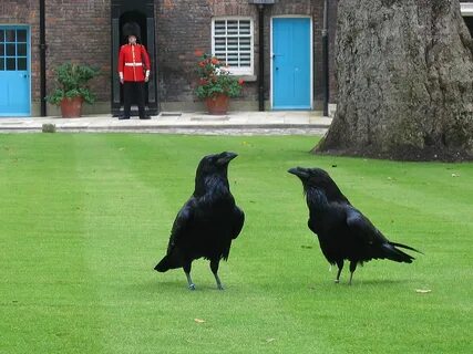 Ravens of the tower of london