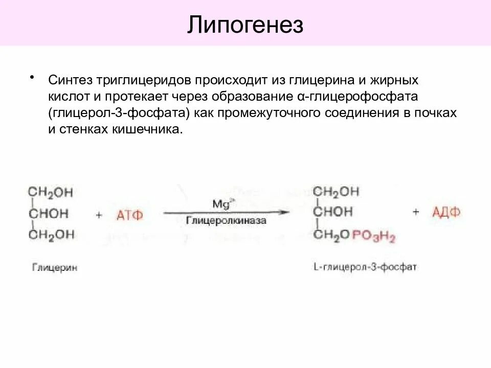 Синтез жиров происходит. Синтез таг в печени и жировой ткани. Синтез жирных кислот биохимия реакции. Синтез глицерол 3 фосфата из жирных кислот. Липогенез биохимия схема.