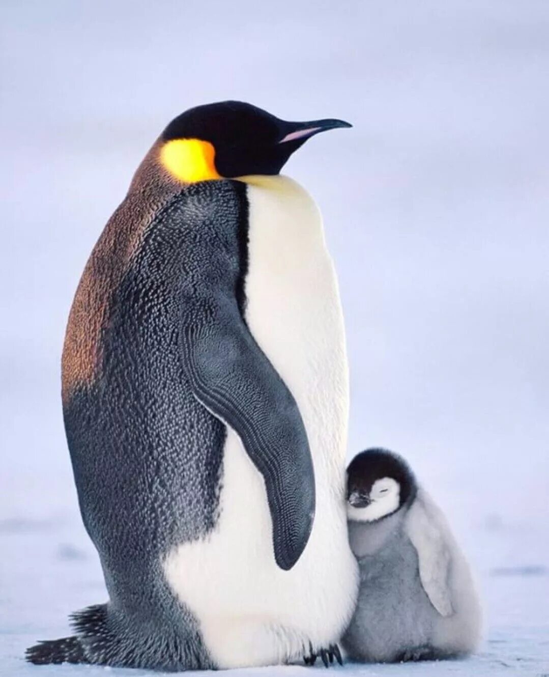 Пингвин Aptenodytes Demersa. Королевский Пингвин Золотоволосый. Императорский Пингвин высиживает яйцо. Детёныш королевского пингвина. Пингвин перевод