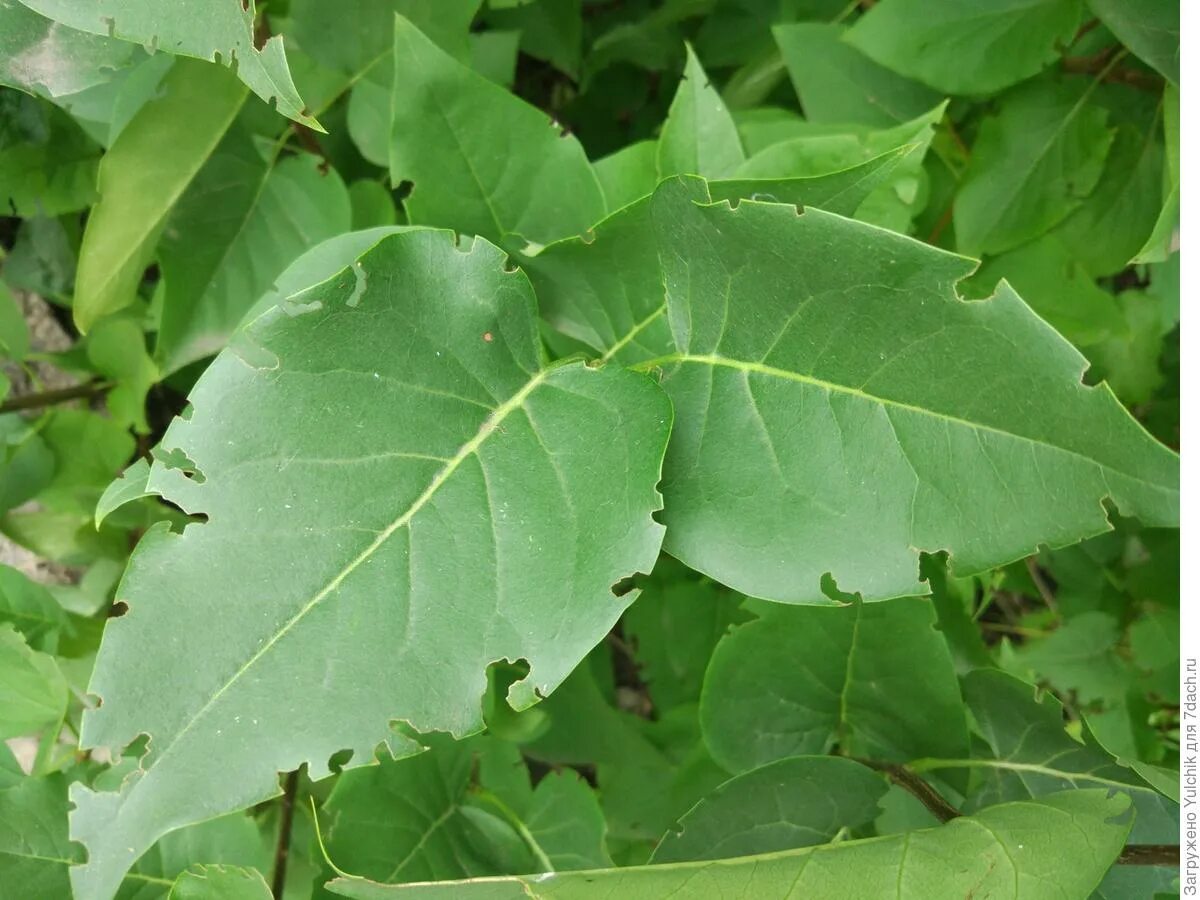 розы пилильщик гусеница. гусеница пилильщик белая. объеденные листья. объеденные листья. пчела листорез.