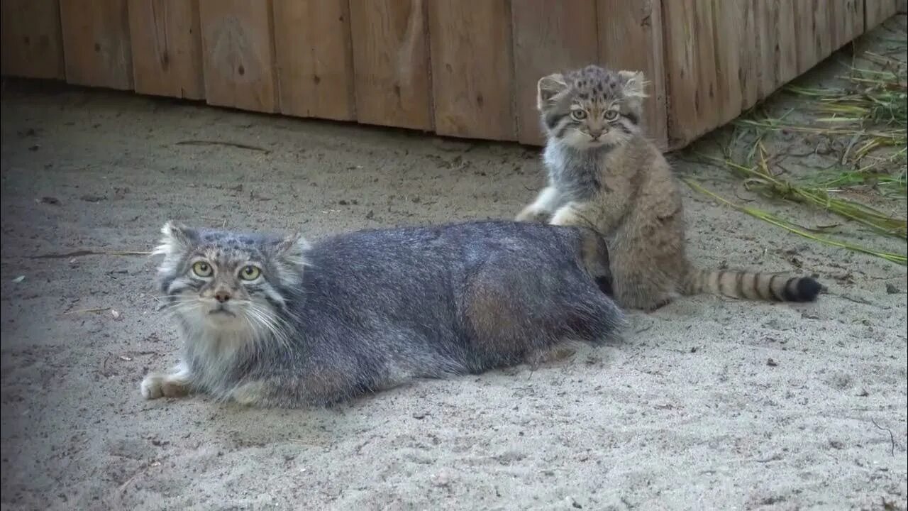 Кот манул котята. Манул в московском зоопарке. манул котята. котята манула в новосибирском зоопарке. хвост котенка.