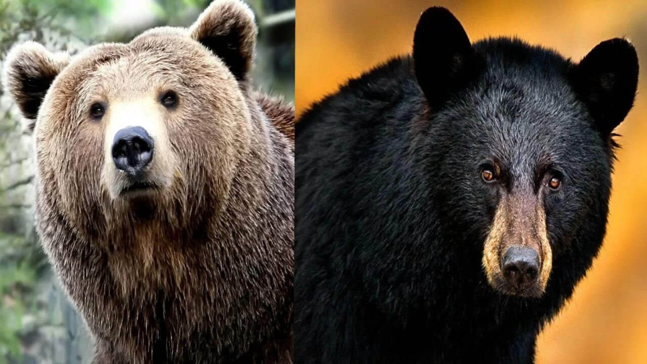 На каких обитают медведи гризли. Гризли и бурый медведь. Гризли и бурый медведь отличия. Медведь Гризли и бурый разница. Отличие Гризли от бурого медведя.